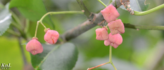 Euonymus hamiltonianus
