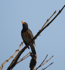 Turdus dissimilis