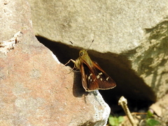 Pelopidas assamensis