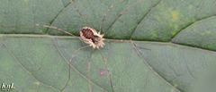 Oligolophus tienmushanensis