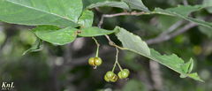 Neoshirakia japonica