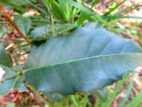 Small-leaved saffron (Elaeodendron croceum)