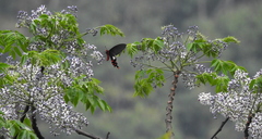 Byasa polyeuctes