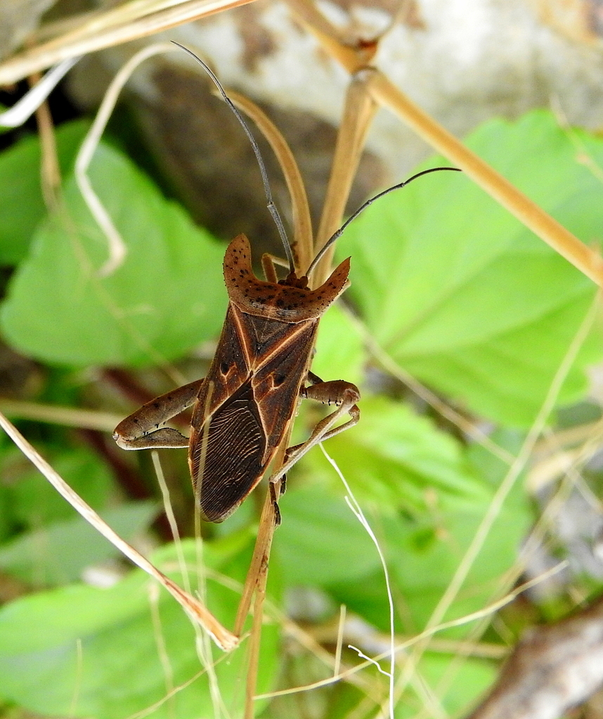 Trematocoris insignis
