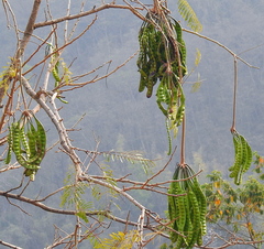 Parkia biglandulosa