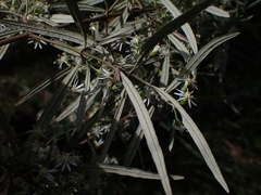 Olearia viscidula