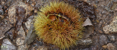Castanea crenata