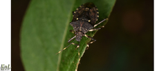 Dalpada cinctipes