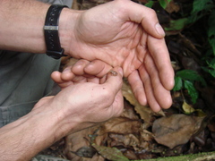 Craugastor mexicanus