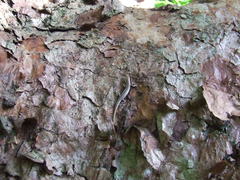 Cryptoblepharus pulcher