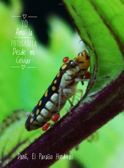 Paraulacizes thunbergi