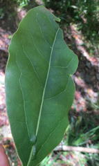 Ocotea bullata