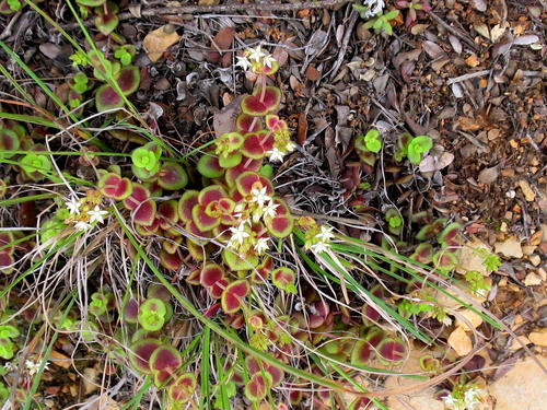 Crassula pellucida