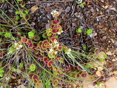 Crassula pellucida marginalis