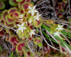 Crassula pellucida marginalis