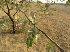 Acacia