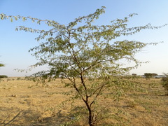 Acacia