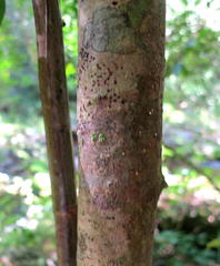 Ocotea bullata