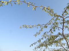 Acacia
