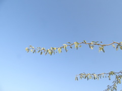 Acacia