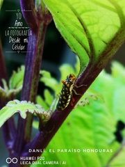 Paraulacizes thunbergi