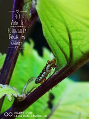 Paraulacizes thunbergi