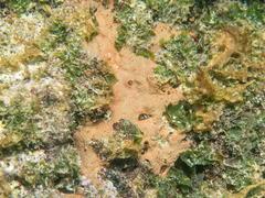 Hemimycale columella