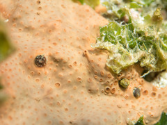 Hemimycale columella