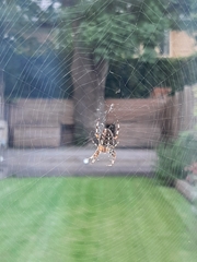 Araneus diadematus