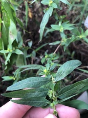 Ludwigia suffruticosa