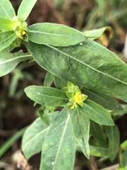 Ludwigia suffruticosa