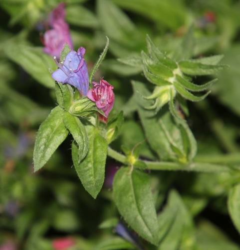 Lax Viper's-bugloss