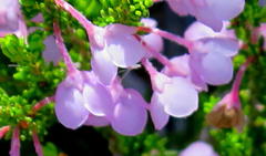 Erica newdigatei