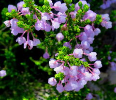 Erica newdigatei