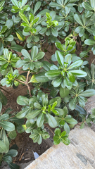 Pittosporum tobira