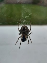 Araneus diadematus