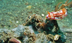Hypselodoris kaname