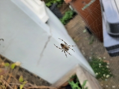 Araneus diadematus