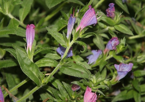 Lax Viper's-bugloss