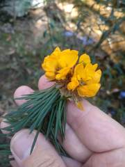Pultenaea stipularis