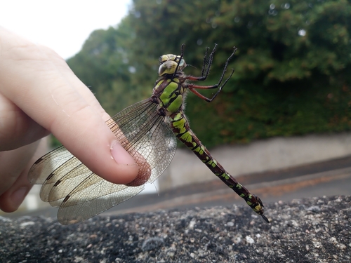 Aeshna cyanea