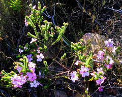 Acmadenia tetragona