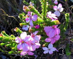 Acmadenia tetragona