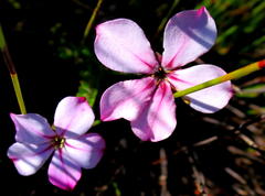 Acmadenia tetragona