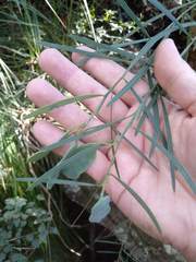 Acacia suaveolens