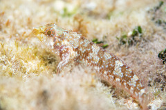 Red-Black Triplefin photo 3