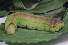 Eupanacra