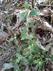 Xanthosia