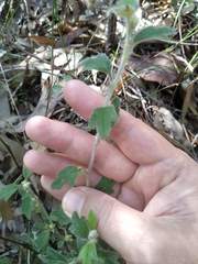 Xanthosia