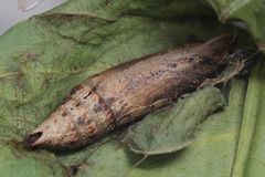 Eupanacra
